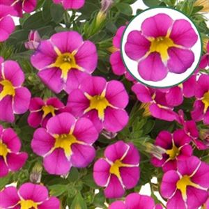 Bild von Calibrachoa P12 Rave Magenta Island